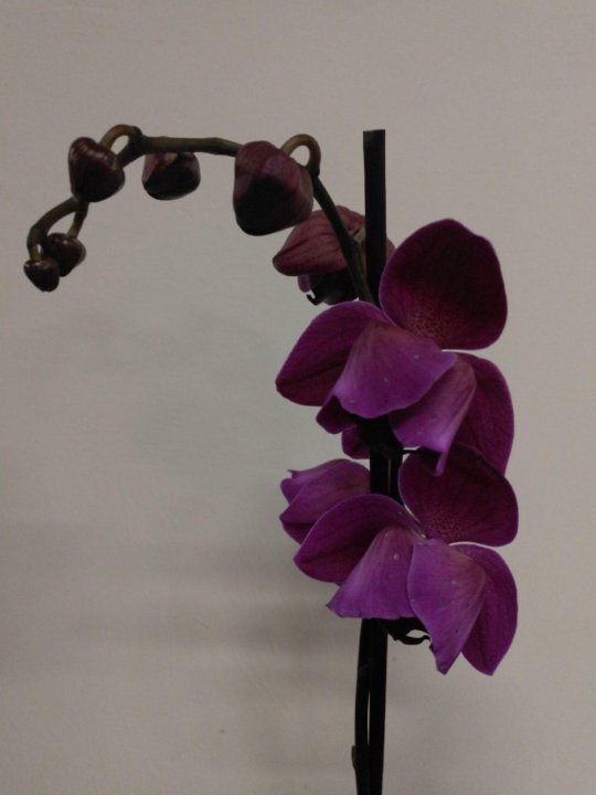 Орхидея Пелор пелорик Стелленбош – купить в Москве, цена 2 500 руб.,  продано 6 мая 2021 – Растения и семена