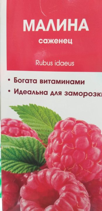 Красная гвардия описание сорта. Малина ремонтантная красная гвардия. Малина красная гвардия описание сорта. Малина ремонтантная красная гвардия описание сорта фото отзывы. Малина красная гвардия описание.