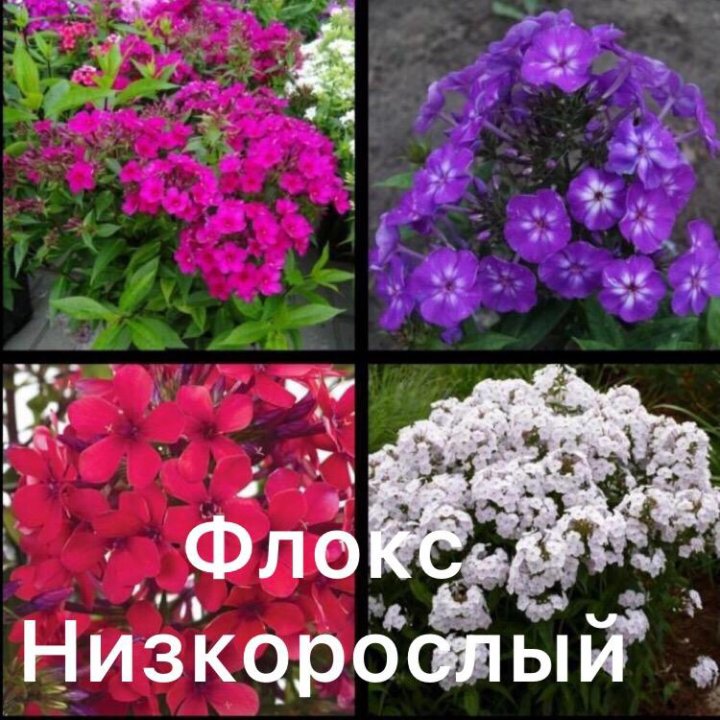 Флоксы Многолетние Купить