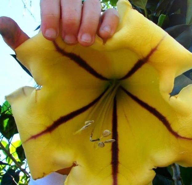 Соландра Крем Купить По Акции