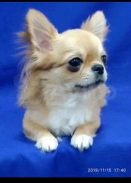 Авито пермь чихуахуа. Красивые чихуахуа. Long-haired Chihuahua.