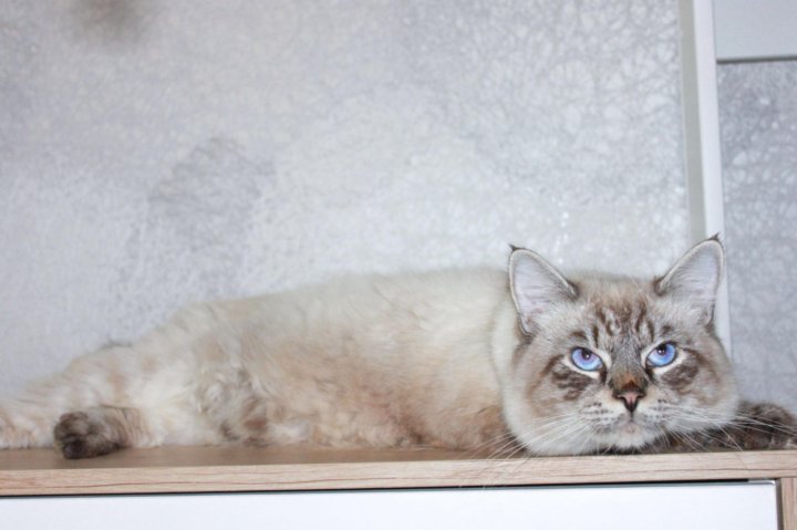 Вязка невской маскарадной. Вязка невской маскарадной. Невская маскарадная кошка ред пойнт. Вязка невской маскарадной. Маскарадная кошка.