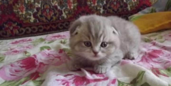 Шотландский Лиловый Котенок Фото