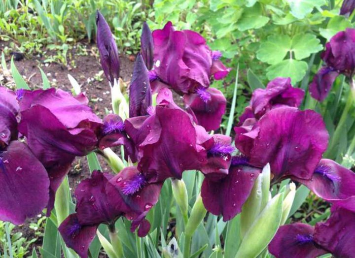 ирис astrobubbles. ирис карликовый "cherry garden". ирис карликовый 'черри гарден', темно-пурпурный. ирисы гарден. ирис бородатый светло сиреневый.