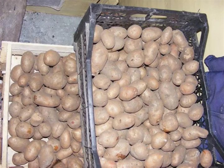 Где В Липецке Можно Купить Семенной Картофель