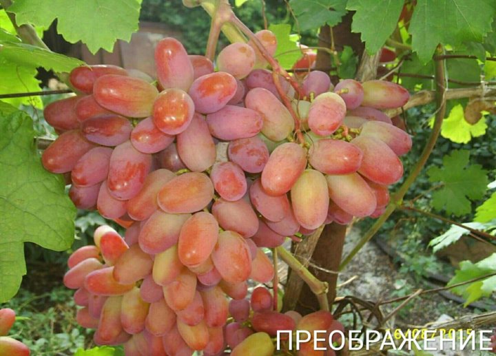 Виноград преображение описание фото. Сорт винограда Преображение. Виноград Преображение розовый. Виноград Преображение белый. Виноград Преображение описание сорта.