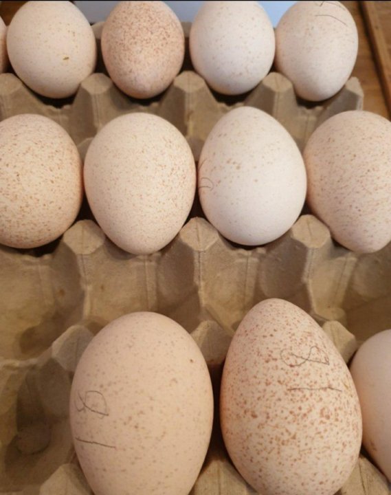 Купить индюшиные яйца для инкубатора. Яйцо инкубационное индюшиное. Яйца индейки. Яйцо индейки фото. Яйца индейки купить.
