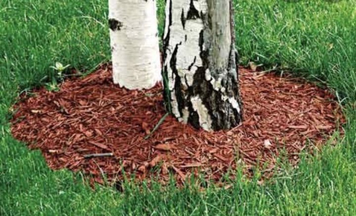 Мульча 1-3. Про мульчу. Мульчирование малины корой. Мульчирование гортензии сосновой корой. Про мульчу.