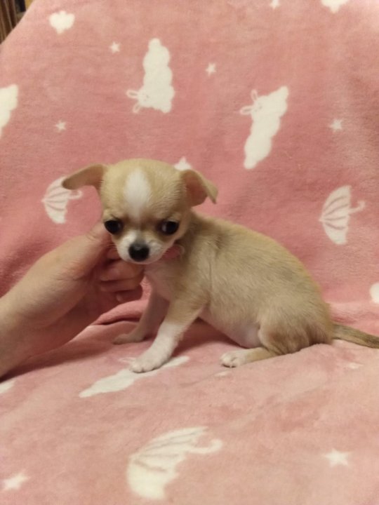 чихуахуа тюмень. чихуахуа тюмень. чихуахуа тюмень. щенки чихуахуа мини. чихуахуа тюмень.