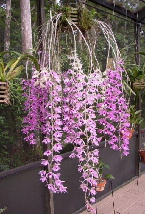 Land Yachters Extraordinaire: Rain Forest In Texas Orchids, Beautiful orchids, F