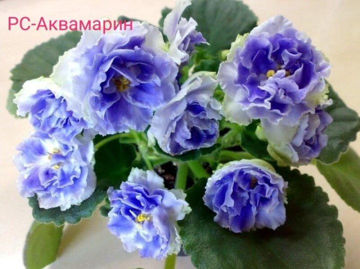 Фиалка рс фото и описание сорта Неактивно