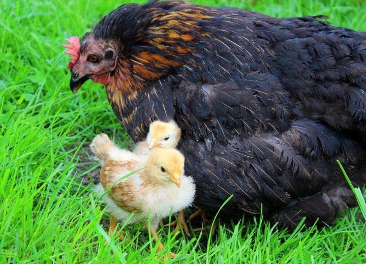 Raising Chickens: How To Get Started Raising backyard chickens, Chickens backyar