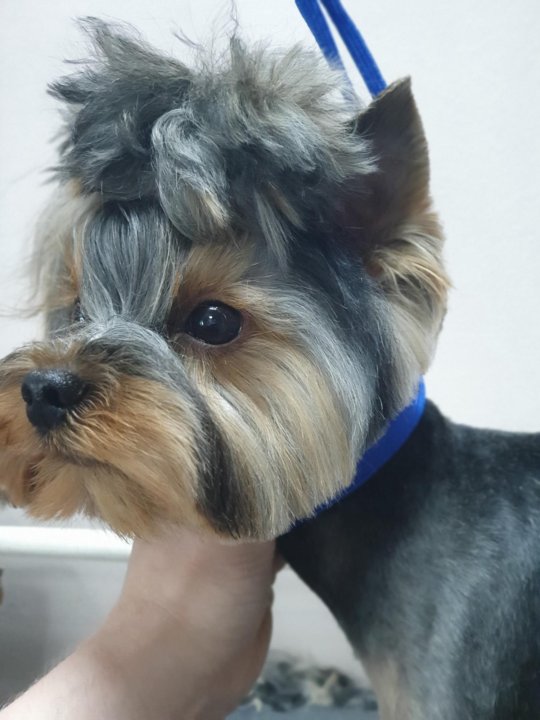 логотип груминг салона. той пудель стрижка для выставки. груминг красноярск. прикольные стрижки собак. парикмахерская для кошек стрижки см.