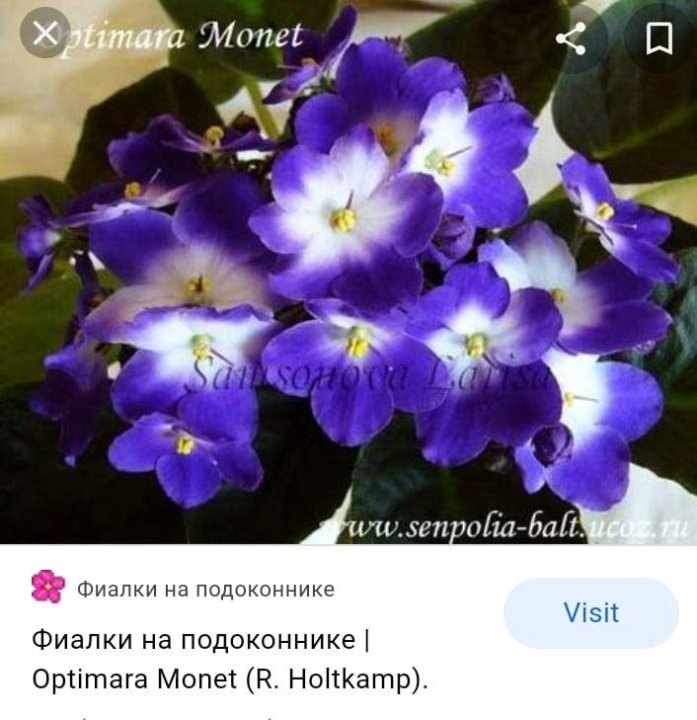 Микеланджело фиалка фото