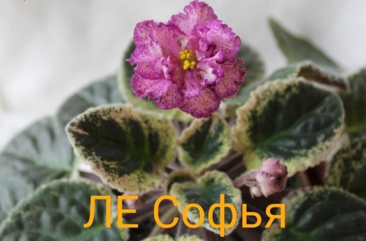 Фиалка софия фото и описание Неактивно