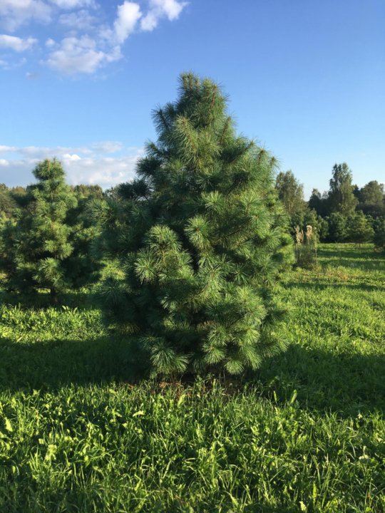 Сосна сибирская и сосна кедровая. Кедр 2 метра. Сибирский кедр 2 ,5 метра. Канадский кедр саженцы. Кедр сибирский саженцы.
