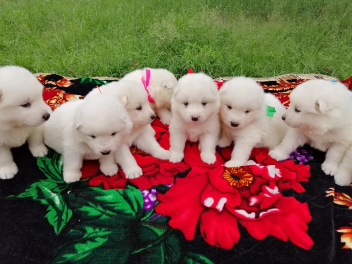 Купить Щенка Самоеда Недорого В Барнауле