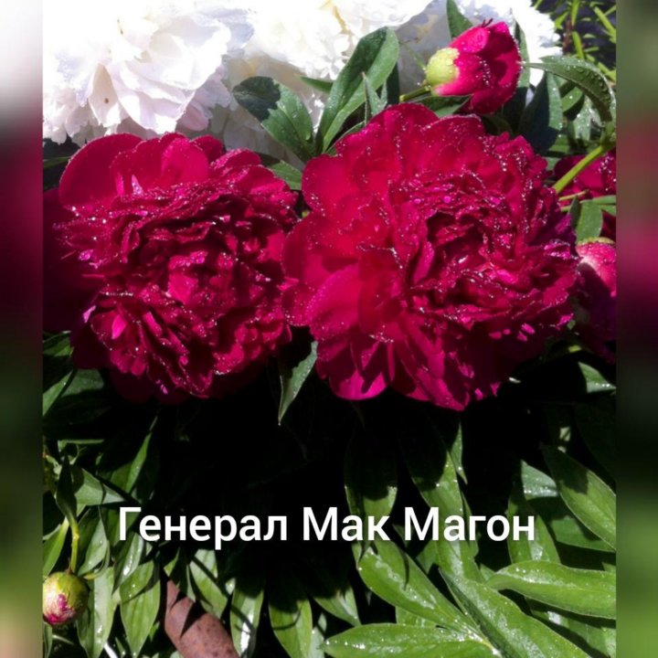 Пион (Paeonia) "General Mac Mahon" - "Feel Green"