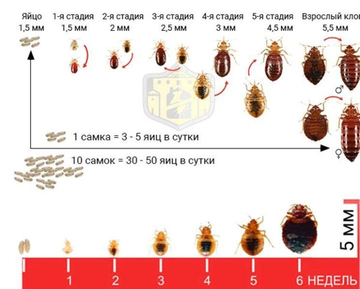 Развитие клопов. Цикл развития постельного клопа. Постельные клопы фазы развития. Цикл развития постельного клопа схема. Жизненный цикл клопов постельных.