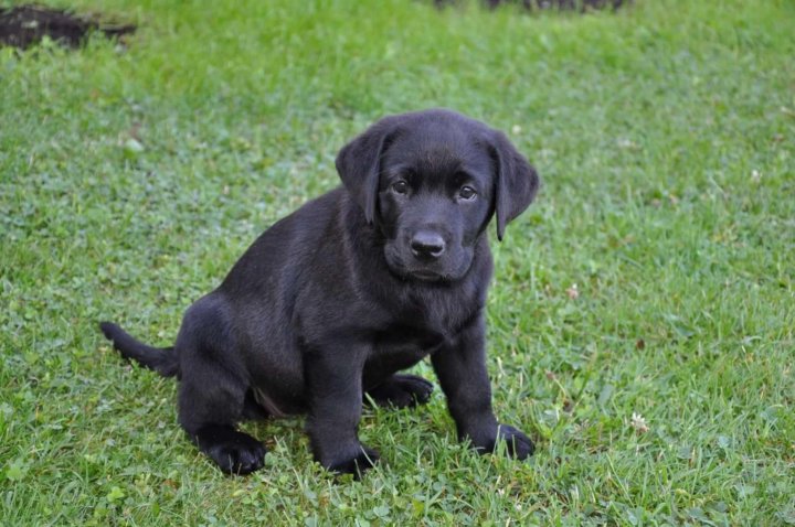 Top 10 Most Popular Dog Breeds of the Year Dog breeds, Large dog breeds, Popular