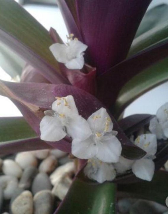 традесканция спатацея. традесканция spathacea. традесканция рео ладья моисея. цветок листья зеленые снизу фиолетовый. рео, традесканция рео.