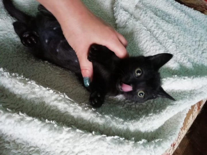 Который заканчивается для кота. Который заканчивается для кота