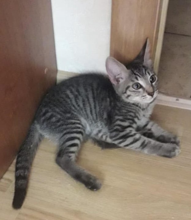 Кот вася фото. Вася и котенок суворовское. Рыжий кот васька. Котенок какой вася. Кот васенька.