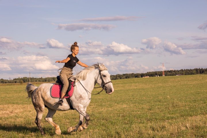 кобыла 6. кобыла 6. голос лошади. лошадки six. 6 лошадей.