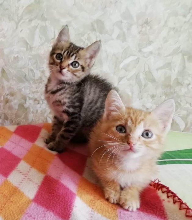 Метис сиамской кошки. Ласкунчик. Авито лениногорск котята. Котик екатеринбург. Шотландские котята ногинск электросталь.