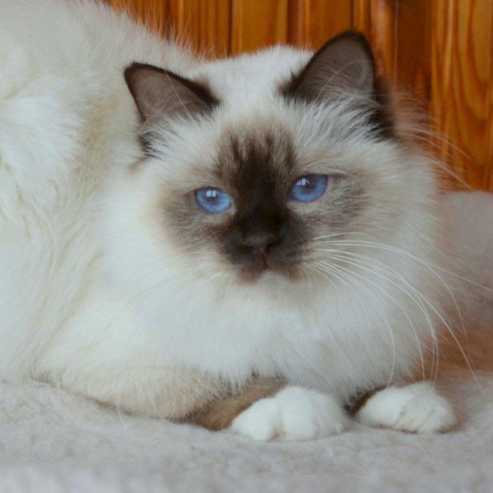 Священная бирма кошка