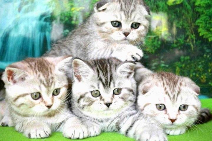 Шотландские Котята Купить В Тамбове