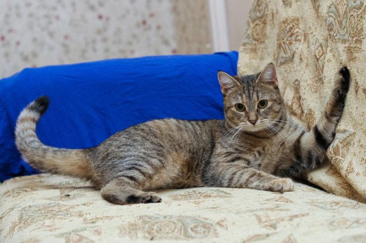 Кошка ру яндекс