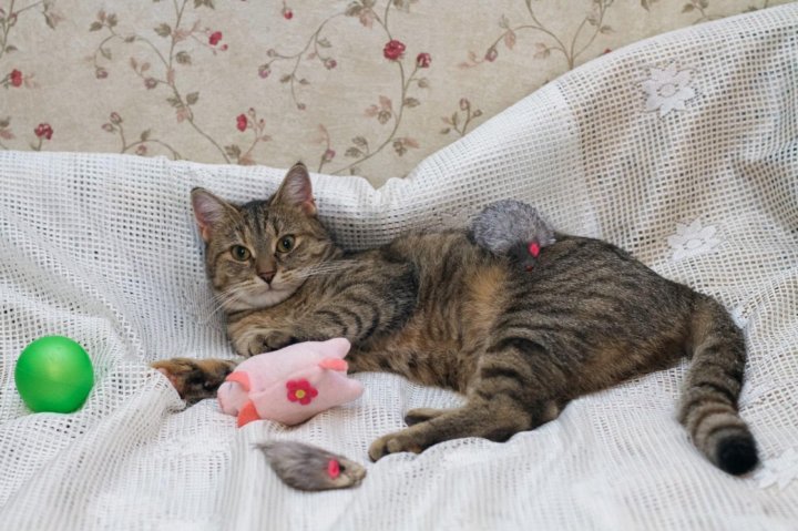 Кошка ру яндекс