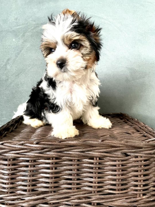 Купить Щенка Бивер В Москве Недорого