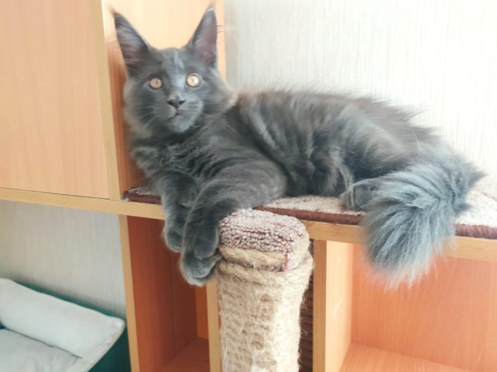 Купить На Авито Майкуна Котенка Недорого