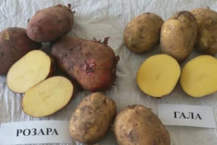Розанна сорт картофеля описание фото