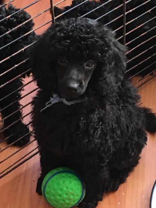 карликовый пудель персиковый. пудель петербург. пудель петербург. пудель. стрижка пуделя в ялте.