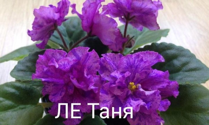 Фиалка таня фото и описание Неактивно