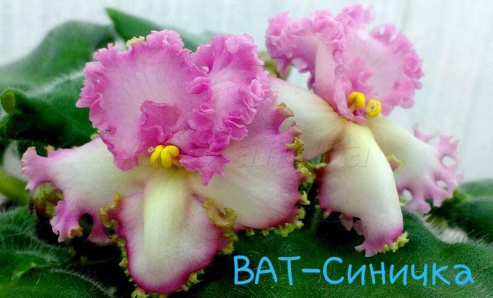 Фото и описание фиалок сорта ват