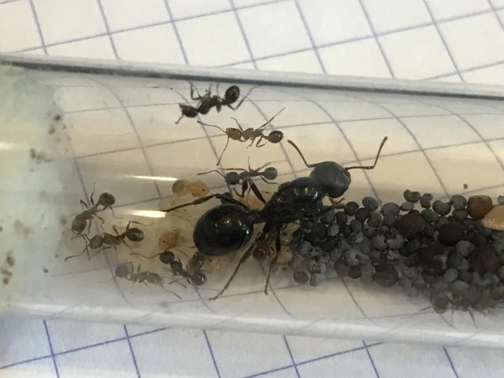 Колония муравьев жнецов. Колония муравьев жнецов. Колония муравьев жнецов. Муравьев-жнецов messor structor. Messor structor матка.