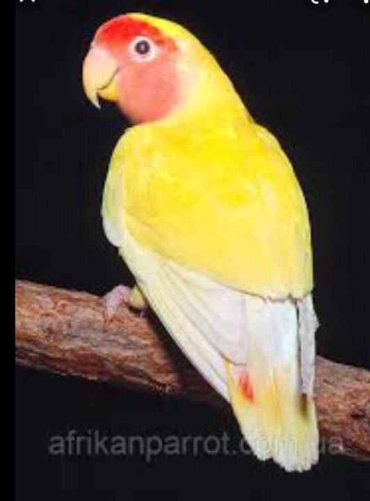 Pin by Fab56 on Dessin Burung, Makanan burung, Betina