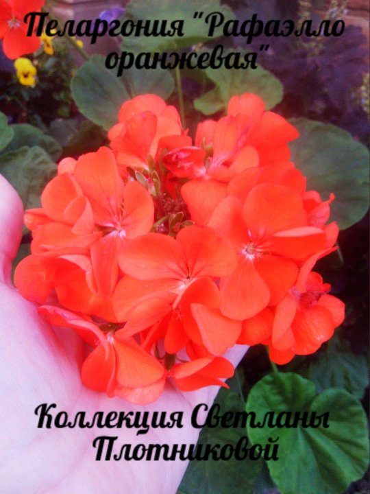 Пеларгония зональная рафаэлла f1. Пеларгония рафаэлло розовая. Пеларгония рафаэлло. Пеларгония рафаэлло. Пеларгония рафаэлла f1 алая.