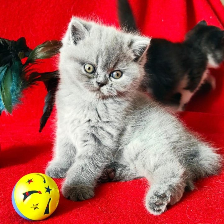 Купить Котенка Экзота Екатеринбург