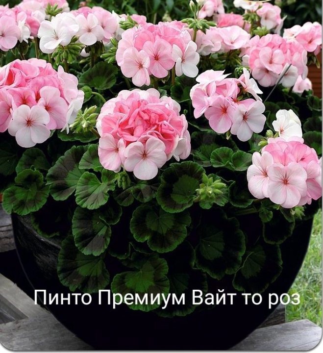 пеларгония пинто премиум f1. пеларгония пинто премиум. пеларгония пинто вайт энд роуз f1. пеларгония пинто вайт. пеларгония пинто премиум вайт.