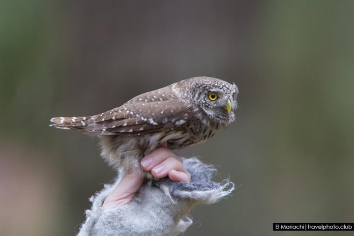 Птица сыч фото и описание