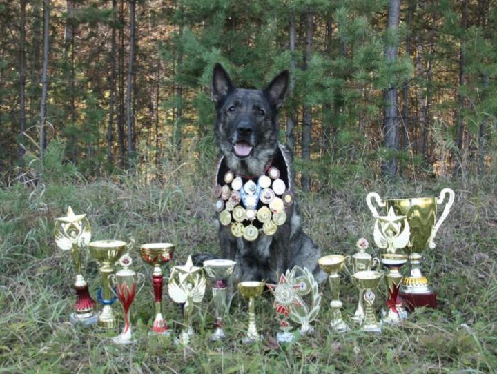 дрессировка собак в иркутске сколько стоит