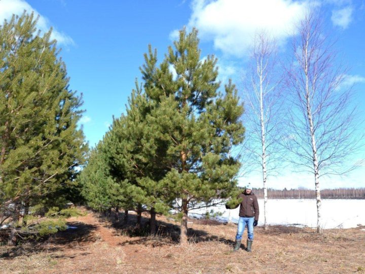 Сосна Крупномер Купить В Москве