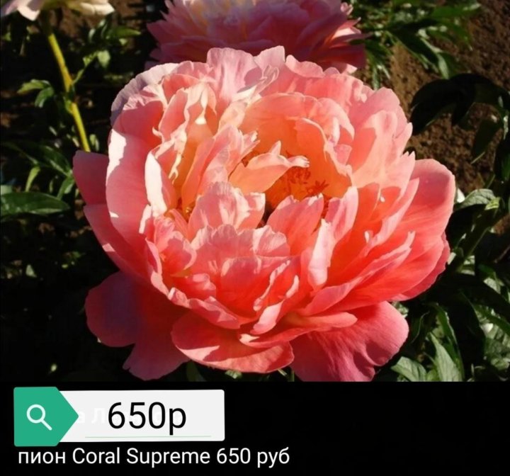 Корал суприм. Пион травянистый Корал Суприм. Пион Корал Суприм Paeonia Coral Supreme. Пион гибридный ’Coral Supreme’. Пион молочноцветковый Coral Supreme.