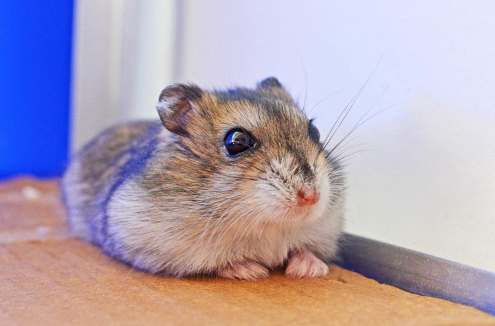 Хомячок великого. Хомячок великого. Хомячок великого. Карликовый хомяк роборовского. Хомяк сериский ижьунгарик.