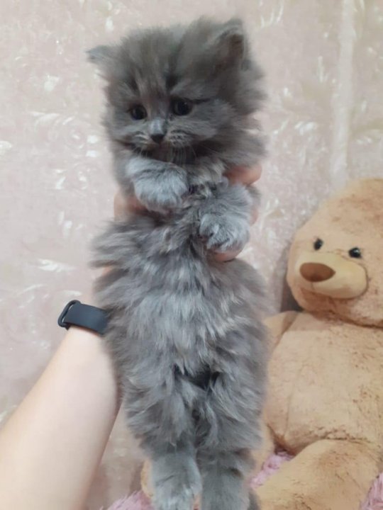 Купить Котята На Авито Каменск Уральский